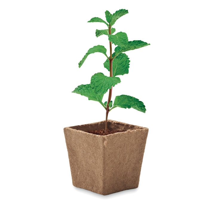 Kit de graines de menthe Kit de graines de menthe
