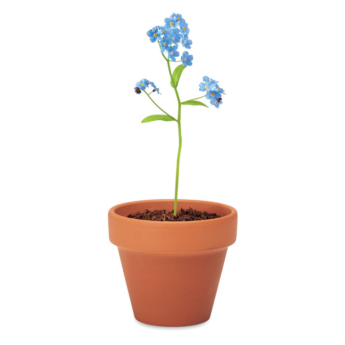 Pot graines de myosotis Pot graines de myosotis