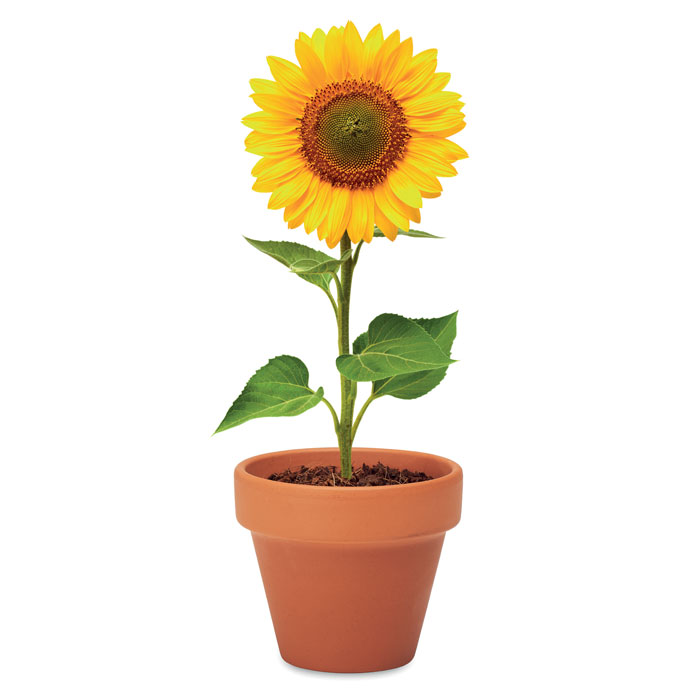 Pot graines de tournesol Pot graines de tournesol