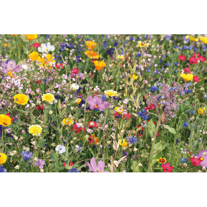 Enveloppe graines fleurs sauvag Enveloppe graines fleurs sauvag