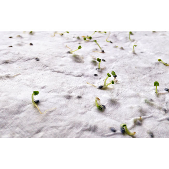 Papier A5 graines de fleurs Papier A5 graines de fleurs