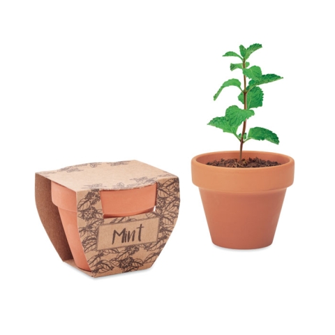Pot avec graines de menthe